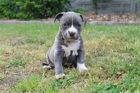 american staffordshire blue color.